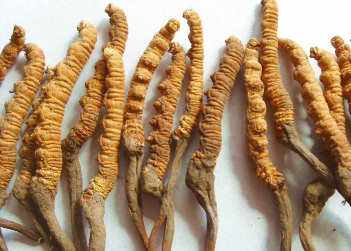 Cordyceps Sinensis: fungo medicinale della longevità
